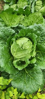 팜모닝 배추·영농일지 게시글 이미지