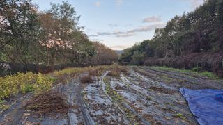 이지은님의 들깨 · 영농일지 작성글 사진
