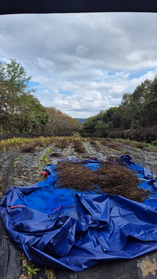 이지은님의 들깨 · 영농일지 작성글 사진