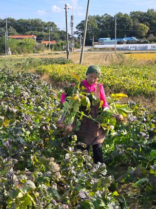최월숙(왈순아지매)님의 기타작물 · 영농일지 작성글 사진