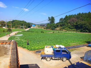 오이8898황산면님의 배추 · 영농일지 작성글 사진