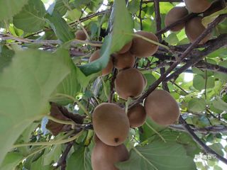 화우농원님의 기타작물 · 영농일지 작성글 사진