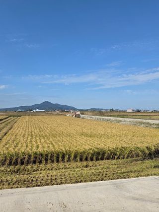 파인cool님의 벼 · 영농일지 작성글 사진