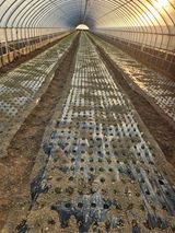 팜모닝 배추·영농일지 게시글 이미지