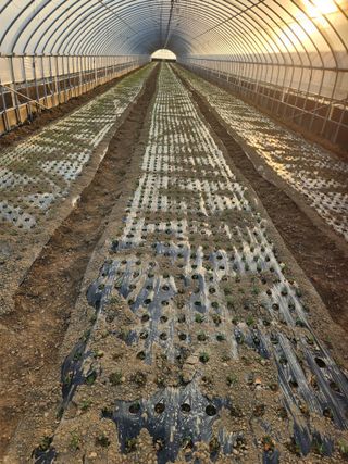 김저팔계님의 배추 · 영농일지 작성글 사진