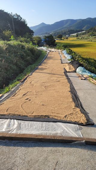 권리를위한투쟁님의 벼 · 영농일지 작성글 사진