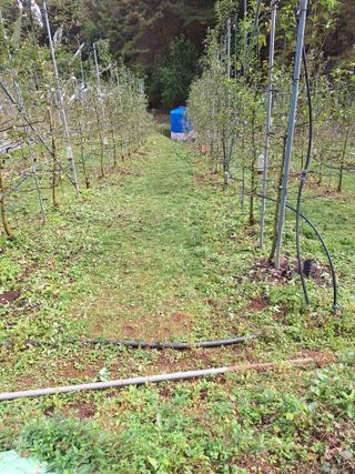 산꼭대기사과밭님의 기타작물 · 영농일지 작성글 사진