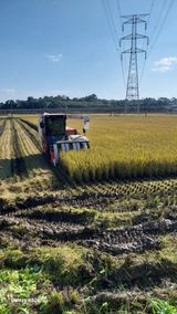 팜모닝 벼·영농일지 게시글 이미지