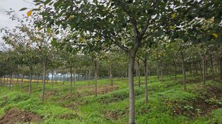 정진우님의 기타작물 · 영농일지 작성글 사진