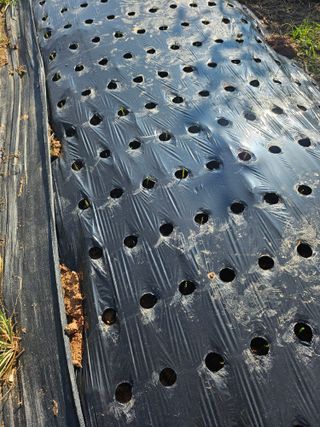 메추라기님의 기타작물 · 영농일지 작성글 사진