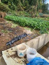 팜모닝 들깨·영농일지 게시글 이미지