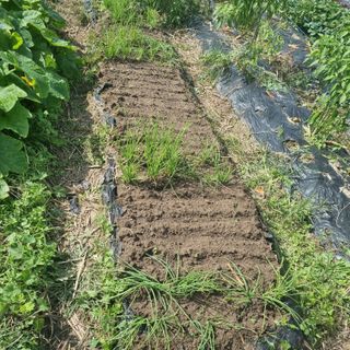 초록하늘별님의 기타작물 · 영농일지 작성글 사진