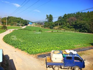 오이8898황산면님의 배추 · 영농일지 작성글 사진