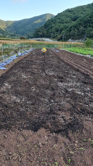 김동명님의 마늘 · 영농일지 작성글 사진