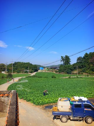 오이8898황산면님의 배추 · 영농일지 작성글 사진