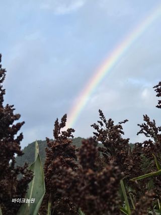 팜모닝회원 바이크농원님의 기타작물 · 영농일지 작성글 사진