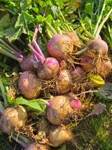 팜모닝 기타작물·영농일지 게시글 이미지