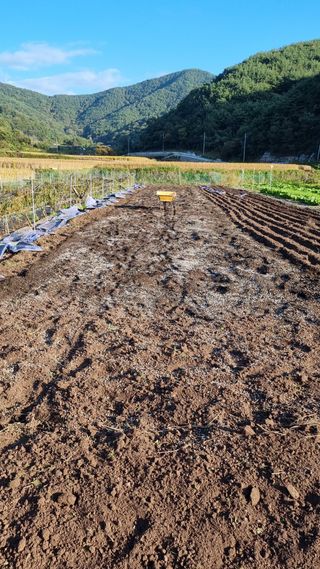 김동명님의 마늘 · 영농일지 작성글 사진