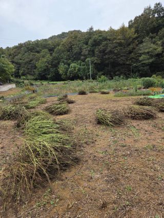 뚜비맘님의 들깨 · 영농일지 작성글 사진