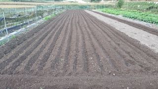 김동명님의 마늘 · 영농일지 작성글 사진