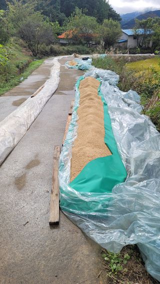 권리를위한투쟁님의 벼 · 영농일지 작성글 사진