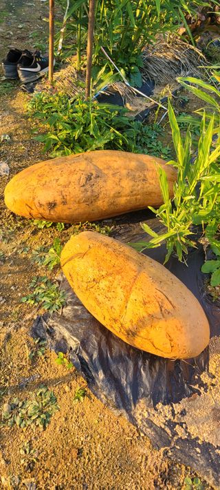 살구15128님의 호박 · 영농일지 작성글 사진