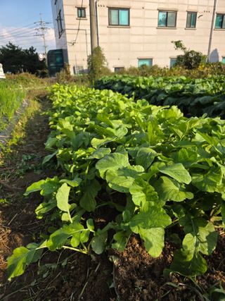 이진기님의 배추 · 영농일지 작성글 사진