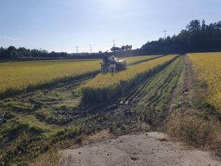 황미순님의 벼 · 영농일지 작성글 사진