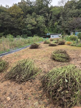 뚜비맘님의 들깨 · 영농일지 작성글 사진