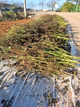 팜모닝 기타작물·영농일지 게시글 이미지