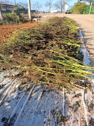 결단이님의 기타작물 · 영농일지 작성글 사진