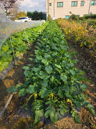 이진기님의 배추 · 영농일지 작성글 사진