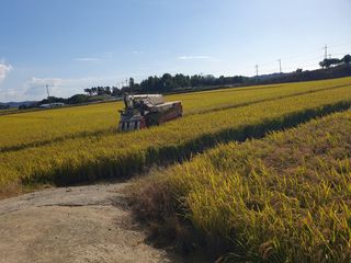 황미순님의 벼 · 영농일지 작성글 사진