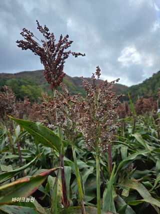 팜모닝회원 바이크농원님의 기타작물 · 영농일지 작성글 사진