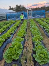 팜모닝 배추·영농일지 게시글 이미지