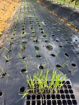 팜모닝 배추·영농일지 게시글 이미지