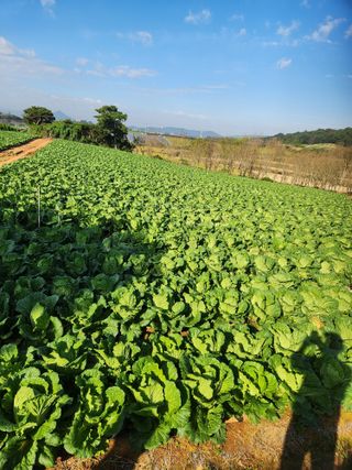 김저팔계님의 배추 · 영농일지 작성글 사진