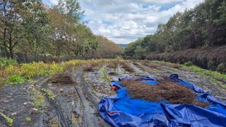 이지은님의 들깨 · 영농일지 작성글 사진