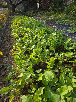이진기님의 배추 · 영농일지 작성글 사진
