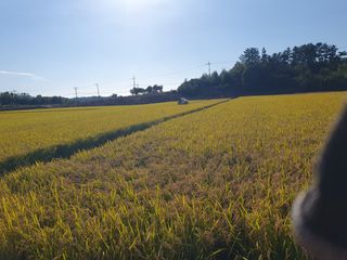 황미순님의 벼 · 영농일지 작성글 사진