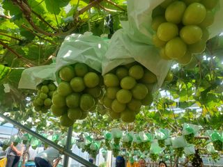 김윤태님의 포도 · 영농일지 작성글 사진