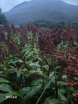 팜모닝 기타작물·영농일지 게시글 이미지