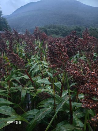 팜모닝회원 바이크농원님의 기타작물 · 영농일지 작성글 사진