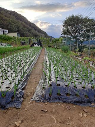 금복주님의 기타작물 · 영농일지 작성글 사진
