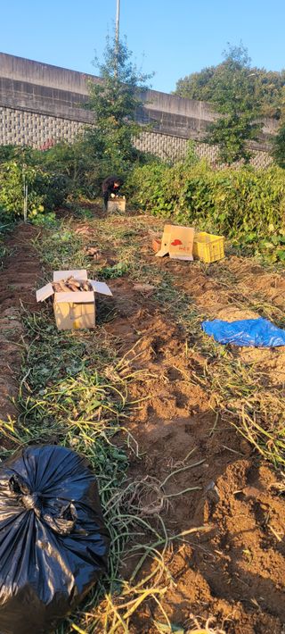 살구15128님의 호박 · 영농일지 작성글 사진