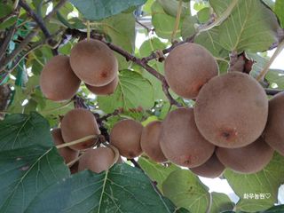 화우농원님의 기타작물 · 영농일지 작성글 사진