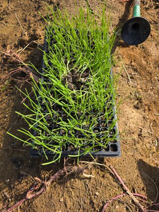 이진기님의 배추 · 영농일지 작성글 사진