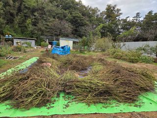 뚜비맘님의 들깨 · 영농일지 작성글 사진