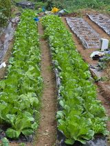 팜모닝 기타작물·영농일지 게시글 이미지