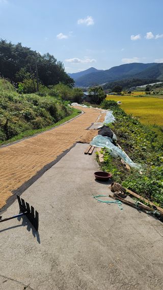 권리를위한투쟁님의 벼 · 영농일지 작성글 사진